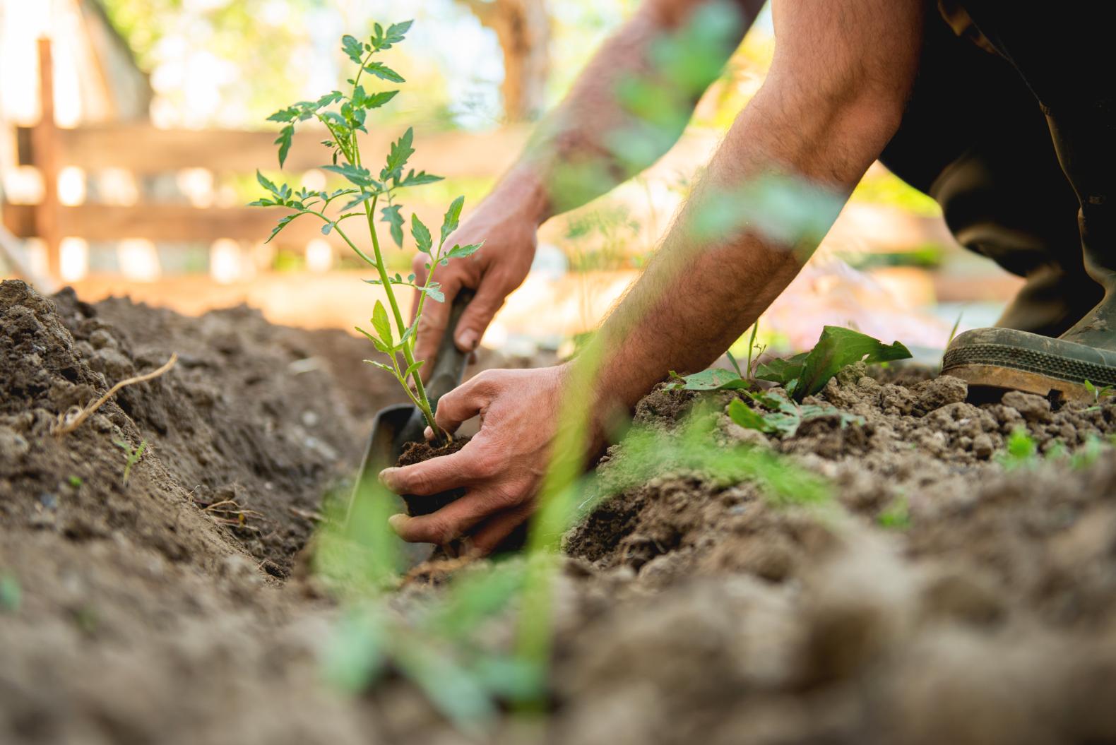 Xylem Gardens Landscaping & Gardening Services